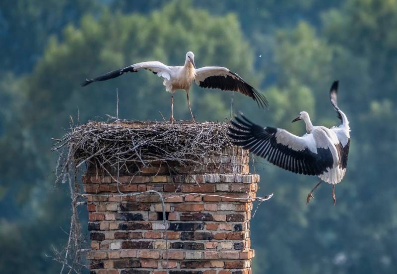 Professional Chimney Animal Removal Services in River Rouge, Michigan