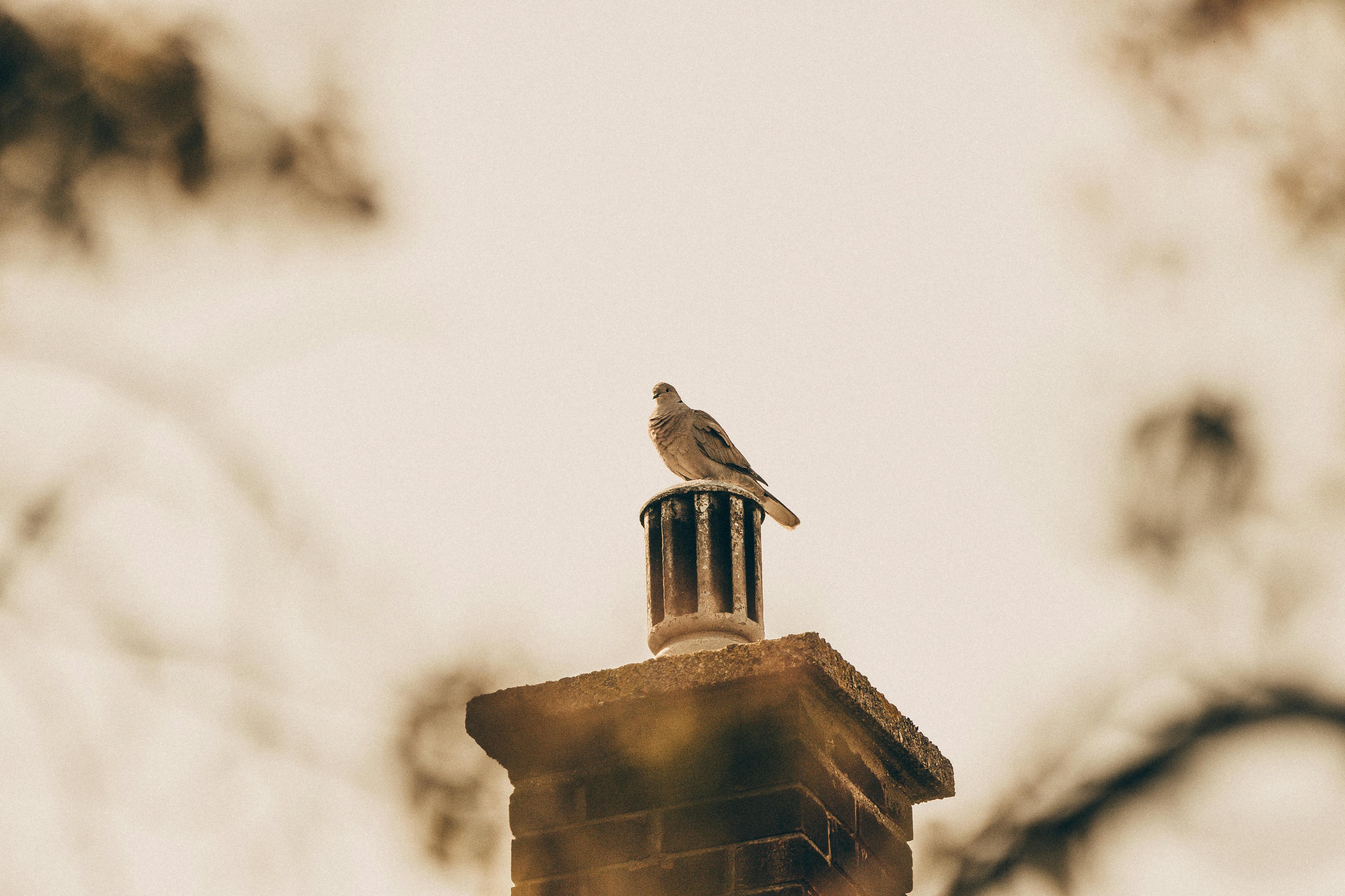 Expert Chimney Cap Installation in River Rouge, Michigan